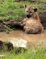 Spotted Hyaena, wildlife, Hluhulwe GR, South Africa Fine Art Print