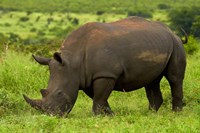 Southern white rhinoceros, Kruger National Park, South Africa Fine Art Print