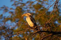 Southern Yellow-billed Hornbill, Hwange NP, Zimbabwe, Africa by David Wall - various sizes, FulcrumGallery.com brand