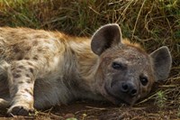 Spotted Jackal resting, Maasai Mara National Reserve, Kenya. Fine Art Print
