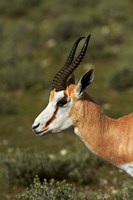 Springbok, Antidorcas marsupialis, Etosha NP, Namibia, Africa. Fine Art Print