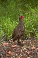 Swainsons Spurfowl, Swainsons Francolin, Kruger NP, South Africa Fine Art Print