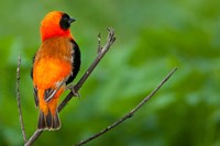 Southern red bishop, Serengeti National Park, Tanzania Fine Art Print