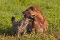 Spotted hyena, Ngorongoro Conservation Area, Tanzania. Fine Art Print