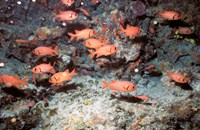 Squirrel Fish, Astove Island, Seychelles, Africa Fine Art Print