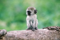 Tanzania, Ngorogoro Crate, Wild vervet monkey baby Fine Art Print