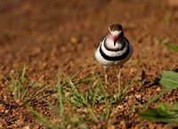 Threebanded Plover, Mkuze Game Reserve, South Africa Fine Art Print