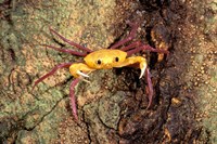 Terrestrial Arboreal Crab, Ankarana Special Reserve, Madagascar Fine Art Print