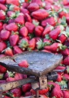 Strawberries for sale in Fes medina, Morocco Fine Art Print