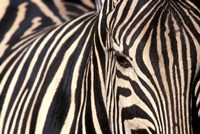Tight Portrait of Plains Zebra, Khwai River, Moremi Game Reserve, Botswana Fine Art Print