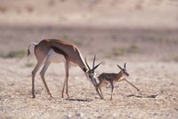 Springbok Mother Helps Newborn, Kalahari Gemsbok National Park, South Africa Fine Art Print