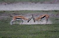 Thomson's Gazelles Fighting, Tanzania Fine Art Print