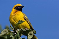 Speke's Weaver, Tanzania Fine Art Print