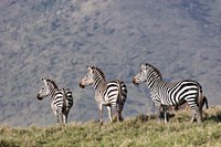 Three Zebras Watch a Lion Approach, Tanzania Fine Art Print