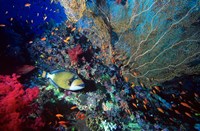 Titan Triggerfish, Red Sea, Egypt Fine Art Print