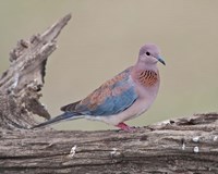 Tanzania, Laughing Dove bird, Ngorongoro Fine Art Print