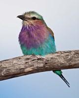 Tanzania, Lilac-Breasted Roller bird, Ndutu Fine Art Print