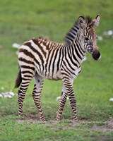 Tanzania, Zebra, Ngorongoro Crater, Conservation Fine Art Print