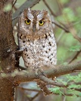 Tanzania. African Scops Owl at Tarangire NP. Fine Art Print
