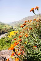 Tagetes plants and landscape, Ethiopia Fine Art Print