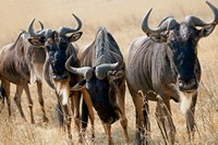 Tanzania, Ngorongoro Crater, Wildebeest wildlife Fine Art Print