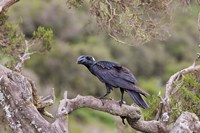 Thick-billed raven bird in the highlands of Ethiopia Fine Art Print