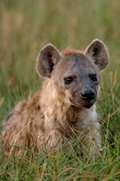 Spotted Hyena, Mombo Area, Chief's Island, Okavango Delta, Botswana Fine Art Print