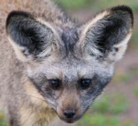 Head of Bat-Eared Fox, Ngorongoro Conservation Fine Art Print