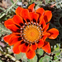 Close up of a Spring flower, South Africa Fine Art Print