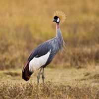 Tanzania, Black Crowned Crane, Ngorongoro Crater Fine Art Print