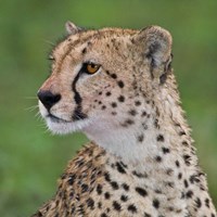 Tanzania, Cheetah, Ndutu, Ngorongoro Area Fine Art Print