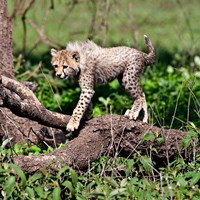 Tanzania, Ndutu, Ngorongoro Conservation, Cheetah Fine Art Print