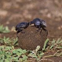 Tanzania, Ndutu, Ngorongoro, Dung Beetle insects Fine Art Print