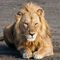 Tanzania, Ngorongoro Conservation Area, Lion Fine Art Print
