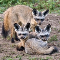 Three Bat-Eared Foxes, Tanzania Fine Art Print