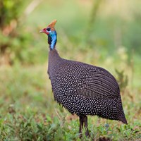 Tanzania. Helmeted Guineafowl at Tarangire NP. Fine Art Print