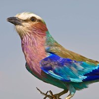 Lilac-breasted Roller Bird Fine Art Print
