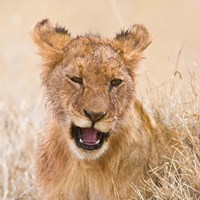 Tanzania. Lion cub after kill in Serengeti NP. Fine Art Print