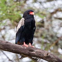 Tanzania. Male Bateleur Eagle at Tarangire NP. Fine Art Print