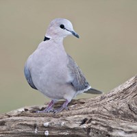 Tanzania. Ring-Necked Dove, Ndutu, Ngorongoro Fine Art Print