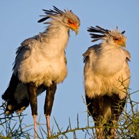 Tanzania. Secretary Birds, Ndutu, Ngorongoro Fine Art Print