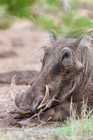 Warthog, Tsavo-West, Kenya Fine Art Print