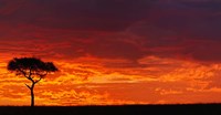 Umbrella Thorn Acacia against a Red Sky, Kenya Fine Art Print