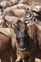 White-bearded Wildebeest, Masai Mara Game Reserve, Kenya Fine Art Print