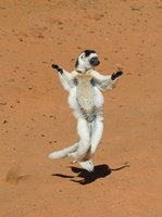 Verreauxs Sifaka, primate, Madagascar Fine Art Print