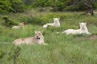 Unique pride of cream colored African lions, South Africa Fine Art Print