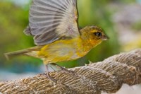 Wild Bird on Fregate Island, Seychelles, Africa Fine Art Print