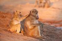 Two grooming baboons, Senyati Safari Camp, Botswana Fine Art Print