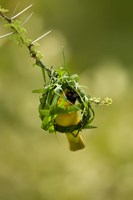 Vitelline Masked Weaver, Samburu NP, Kenya Fine Art Print