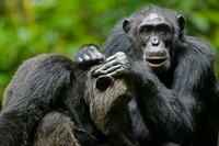 Uganda, Kibale Forest Reserve, Chimpanzee, primate Fine Art Print